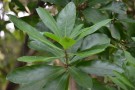 Live Plant Image