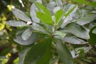 Live Plant Image