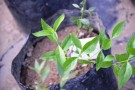 Live Plant Image
