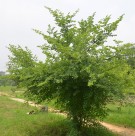 Live Plant Image