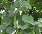 Live Plant Image