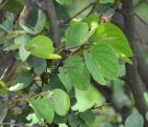 Live Plant Image