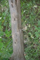 Live Plant Image