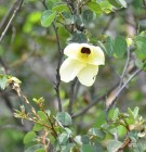 Live Plant Image