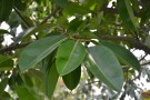 Live Plant Image