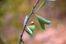 Live Plant Image