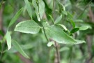 Live Plant Image