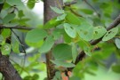 Live Plant Image