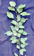 Live Plant Image