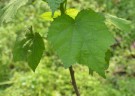 Live Plant Image