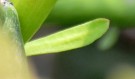 Live Plant Image