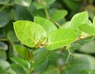 Live Plant Image