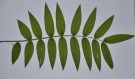 Live Plant Image