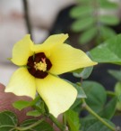 Live Plant Image