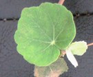 Live Plant Image