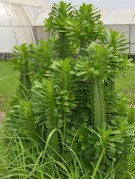Live Plant Image