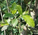 Live Plant Image