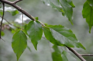 Live Plant Image