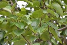 Live Plant Image