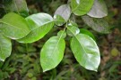 Live Plant Image