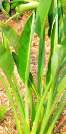 Live Plant Image