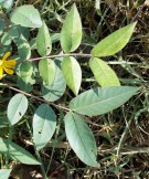 Live Plant Image