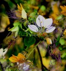 Live Plant Image