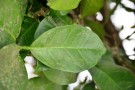Live Plant Image