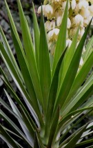 Live Plant Image