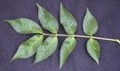 Live Plant Image