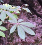 Live Plant Image
