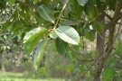 Live Plant Image