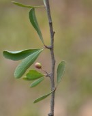 Live Plant Image