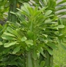 Live Plant Image