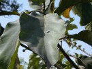 Live Plant Image