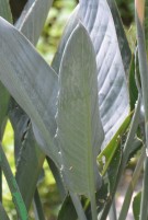 Live Plant Image