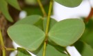 Live Plant Image