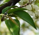 Live Plant Image