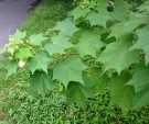 Live Plant Image