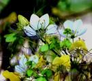 Live Plant Image