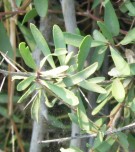 Live Plant Image