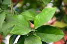 Live Plant Image