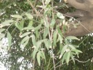 Live Plant Image