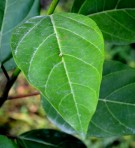 Live Plant Image