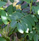 Live Plant Image