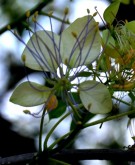 Live Plant Image