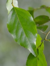 Live Plant Image
