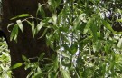 Live Plant Image