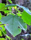 Live Plant Image