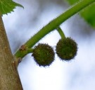 Live Plant Image